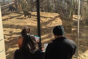 学生在林肯公园动物园的生态实验室观察大猩猩